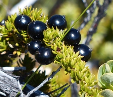 Shiny black berries